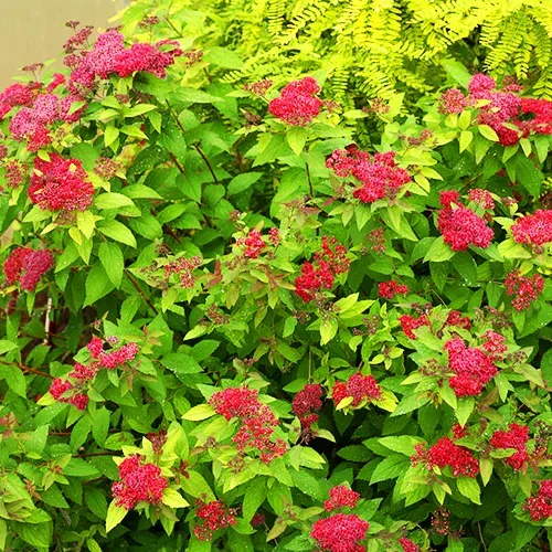 Double Play™ Red Spirea 1 Double Play™ Red Spirea
