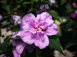 Double Purple Hardy Hibiscus -The Tree Center Store Double Purple Hardy Hibiscus 1 copy 600x450 1