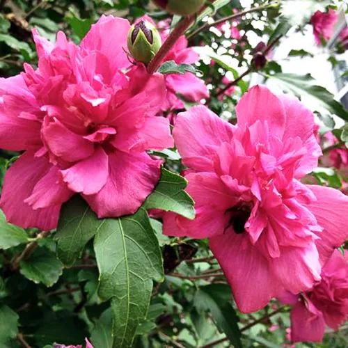Double Red Hardy Hibiscus 2 Double Red Hardy Hibiscus - Image 2