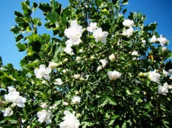 Double White Hibiscus -The Tree Center Store Double White Hardy Hibiscus 3 copy 1 600x450 1