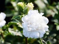 Double White Hibiscus