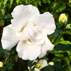 Double White Hibiscus -The Tree Center Store Double White Hardy Hibiscus 5 copy 1 600x600 1