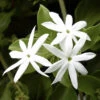 Downy Jasmine