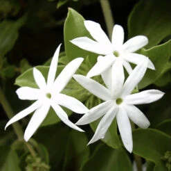 Downy Jasmine