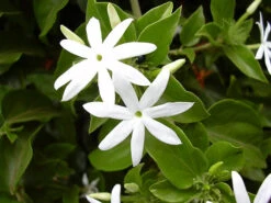Downy Jasmine -The Tree Center Store Downy Jasmine 3 copy 600x450 1