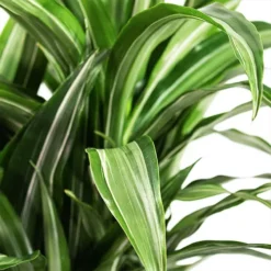 Dracaena Ulises -The Tree Center Store Dracaena Ulises 2 copy jpg webp