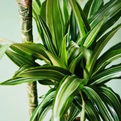 Dracaena Ulises