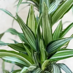 The Tree Center Store 51 The Tree Center Store -The Tree Center Store Dracaena Ulises 4 copy jpg webp