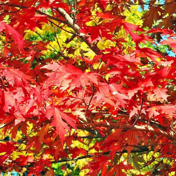 Drummond Red Maple 1 Drummond Red Maple