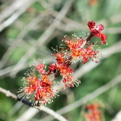 Drummond Red Maple 8 Drummond Red Maple -The Tree Center Store Drummond Red Maple Tree 4 copy 600x600 1