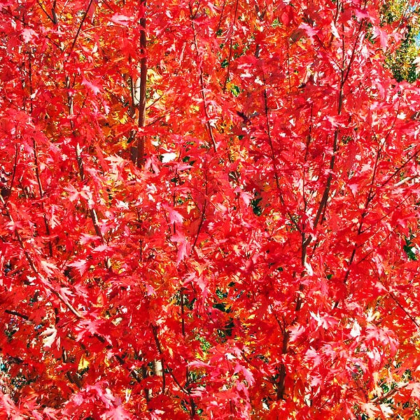 Drummond Red Maple 2 Drummond Red Maple - Image 2