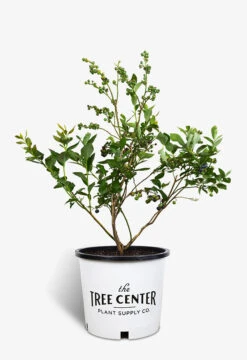 Duke Blueberry -The Tree Center Store Duke Blueberry 3G 01 Med 600x875 1