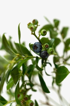 Duke Blueberry -The Tree Center Store Duke Blueberry 3G 02 600x900 1