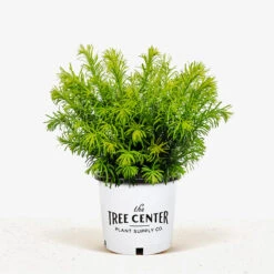 Duke Gardens Plum Yew -The Tree Center Store Duke Gardens Plum Yew 3G 01 1 600x600 1
