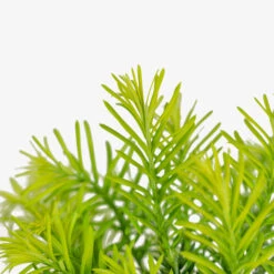 Duke Gardens Plum Yew