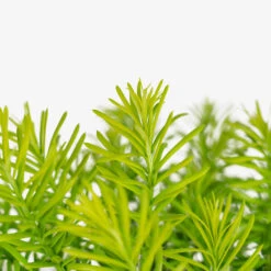 Duke Gardens Plum Yew -The Tree Center Store Duke Gardens Plum Yew 3G 05 copy 1 600x600 1