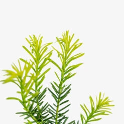 Duke Gardens Plum Yew -The Tree Center Store Duke Gardens Plum Yew 3G 06 copy 1 600x600 1