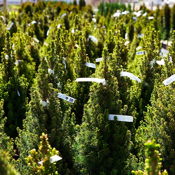 Dwarf Alberta Spruce 2 Dwarf Alberta Spruce - Image 2