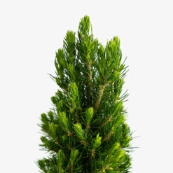 Dwarf Alberta Spruce 7 Dwarf Alberta Spruce -The Tree Center Store Dwarf Alberta Spruce 3G 02 copy 600x600 1