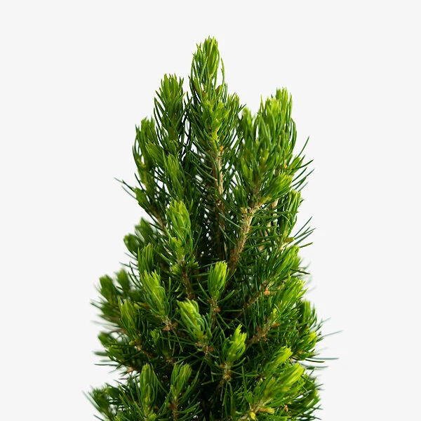 Dwarf Alberta Spruce 3 Dwarf Alberta Spruce - Image 3