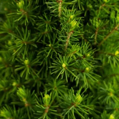 Dwarf Alberta Spruce 9 Dwarf Alberta Spruce -The Tree Center Store Dwarf Alberta Spruce 3G 03 copy 600x600 1