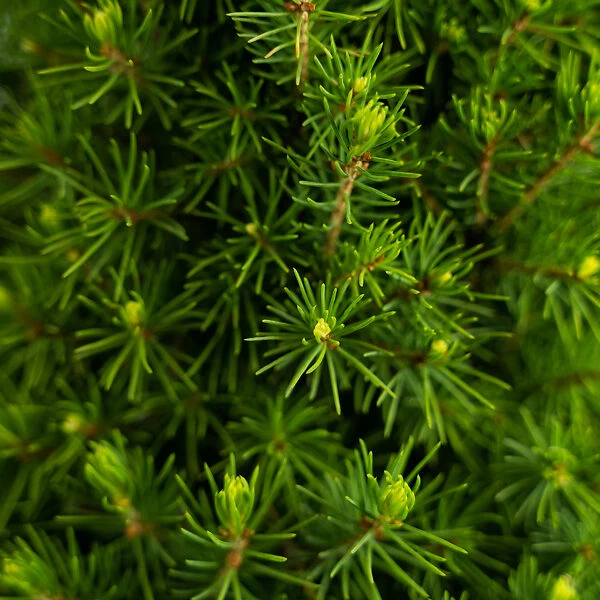 Dwarf Alberta Spruce 5 Dwarf Alberta Spruce - Image 5