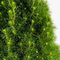 Dwarf Alberta Spruce