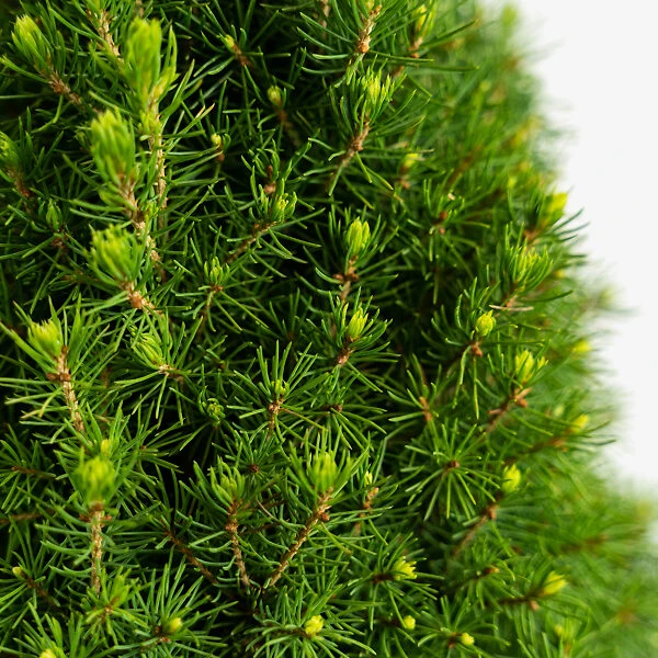 Dwarf Alberta Spruce 1 Dwarf Alberta Spruce