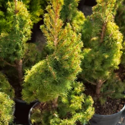 Spiral Dwarf Alberta Spruce -The Tree Center Store Dwarf Alberta Spruce Spiral 1 600x600 1