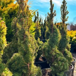 Spiral Dwarf Alberta Spruce