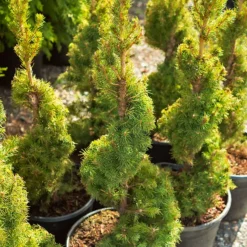Spiral Dwarf Alberta Spruce -The Tree Center Store Dwarf Alberta Spruce Spiral 4 600x600 1