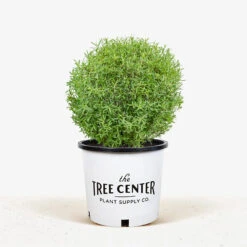 Dwarf Arctic Willow 8 Dwarf Arctic Willow -The Tree Center Store Dwarf Arctic Willow 5G 01 1 600x600 1