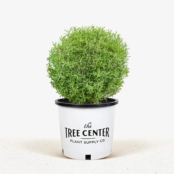 Dwarf Arctic Willow 4 Dwarf Arctic Willow - Image 4