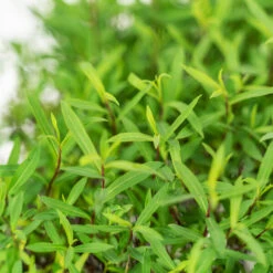 Dwarf Arctic Willow 9 Dwarf Arctic Willow -The Tree Center Store Dwarf Arctic Willow 5G 02 copy 1 600x600 1