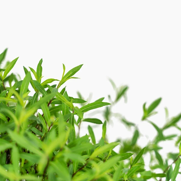 Dwarf Arctic Willow 1 Dwarf Arctic Willow