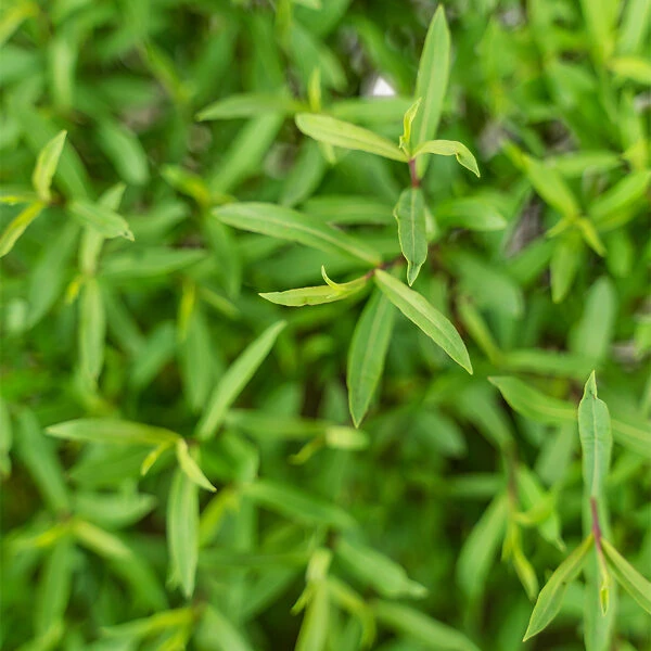 Dwarf Arctic Willow 2 Dwarf Arctic Willow - Image 2
