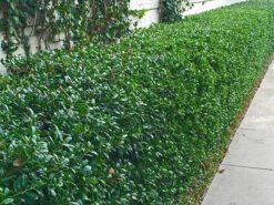 Dwarf Burford Holly -The Tree Center Store Dwarf Burford Holly 02 600x450 1