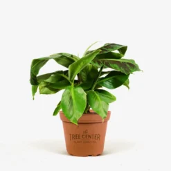 Dwarf Cavendish Banana Tree -The Tree Center Store Dwarf Cavendish Banana Tree 1G 01 jpg 600x600 1
