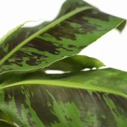 Dwarf Cavendish Banana Tree -The Tree Center Store Dwarf Cavendish Banana Tree 1G 02 600x600 1