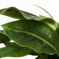 Dwarf Cavendish Banana Tree -The Tree Center Store Dwarf Cavendish Banana Tree 1G 05 600x600 1