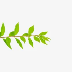 Dwarf Compact Burning Bush -The Tree Center Store Dwarf Compact Burning Bush 5G 02 copy jpg webp e1695660709729 600x600 1