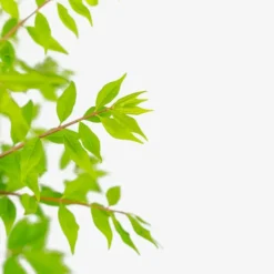 Dwarf Compact Burning Bush -The Tree Center Store Dwarf Compact Burning Bush 5G 03 copy jpg webp e1695660689660 600x600 1