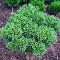 Dwarf Eastern White Pine -The Tree Center Store Dwarf Eastern White Pine 1 copy jpg