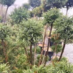 Dwarf Eastern White Pine -The Tree Center Store Dwarf Eastern White Pine 4 copy jpg