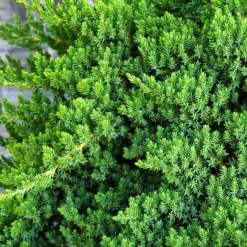 Dwarf Garden Juniper -The Tree Center Store Dwarf Garden Juniper 2 copy jpg webp