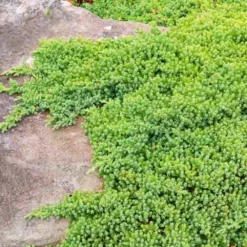 Dwarf Garden Juniper -The Tree Center Store Dwarf Garden Juniper 4 copy jpg webp