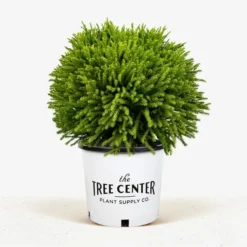 Dwarf Globe Japanese Cedar 8 Dwarf Globe Japanese Cedar -The Tree Center Store Dwarf Globe Japanese Cedar 7G 01 jpg 600x600 1