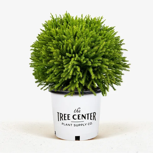 Dwarf Globe Japanese Cedar 4 Dwarf Globe Japanese Cedar - Image 4