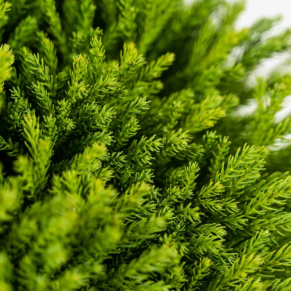 Dwarf Globe Japanese Cedar 3 Dwarf Globe Japanese Cedar - Image 3