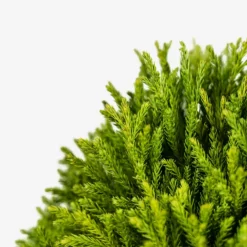 Dwarf Globe Japanese Cedar 9 Dwarf Globe Japanese Cedar -The Tree Center Store Dwarf Globe Japanese Cedar 7G 03 copy 600x600 1